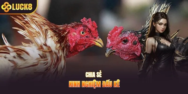 Chia sẻ kinh nghiệm đá gà 67